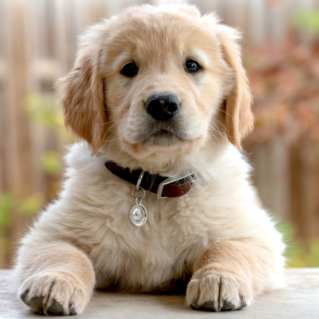 Dog Poop Pickup in Iosco Michigan