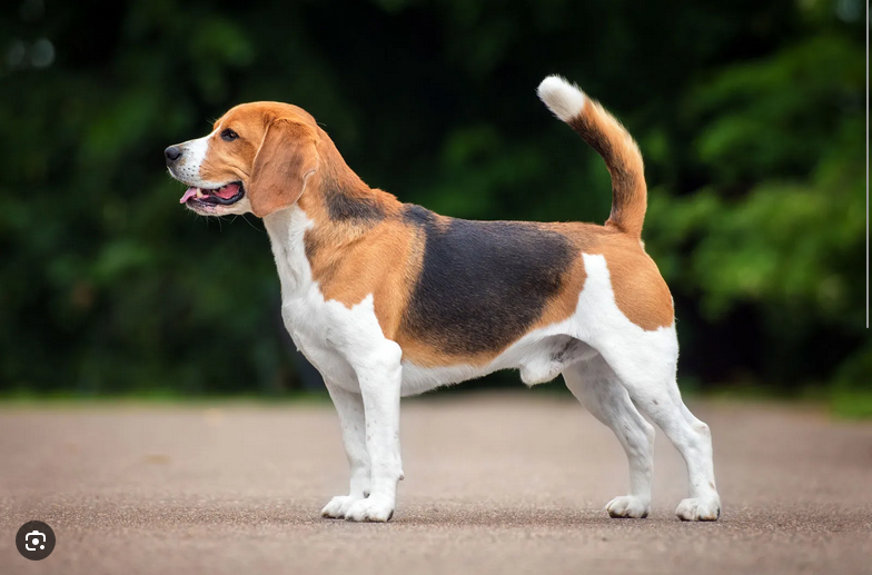 Dog Poop Pickup in Iosco Michigan