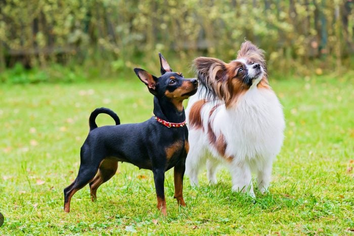 Dog Poop Pickup in Iosco Michigan